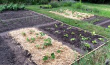 Einige Erdbeeren mussten umgesiedelt werden, um der neu gebauten Durchgangsstraße im alten Beet zu weichen.