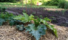 Auch die Zucchini sind in frischem Stroh gebettet.