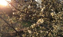 Frühlingserwachen 2016