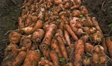 harvest-2007-moehrenmiete