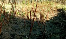 Himbeerbefreiung: entqueckt