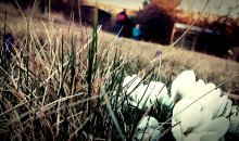 Krokusse in Schieflage