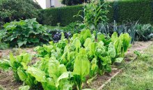 Strebergartens Erben